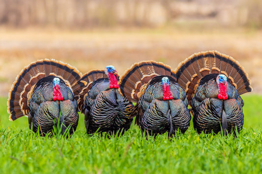 Master the Art of Turkey Hunting: Unleashing the Power of the Flextone Thunder Cluck N Purr Gen 2